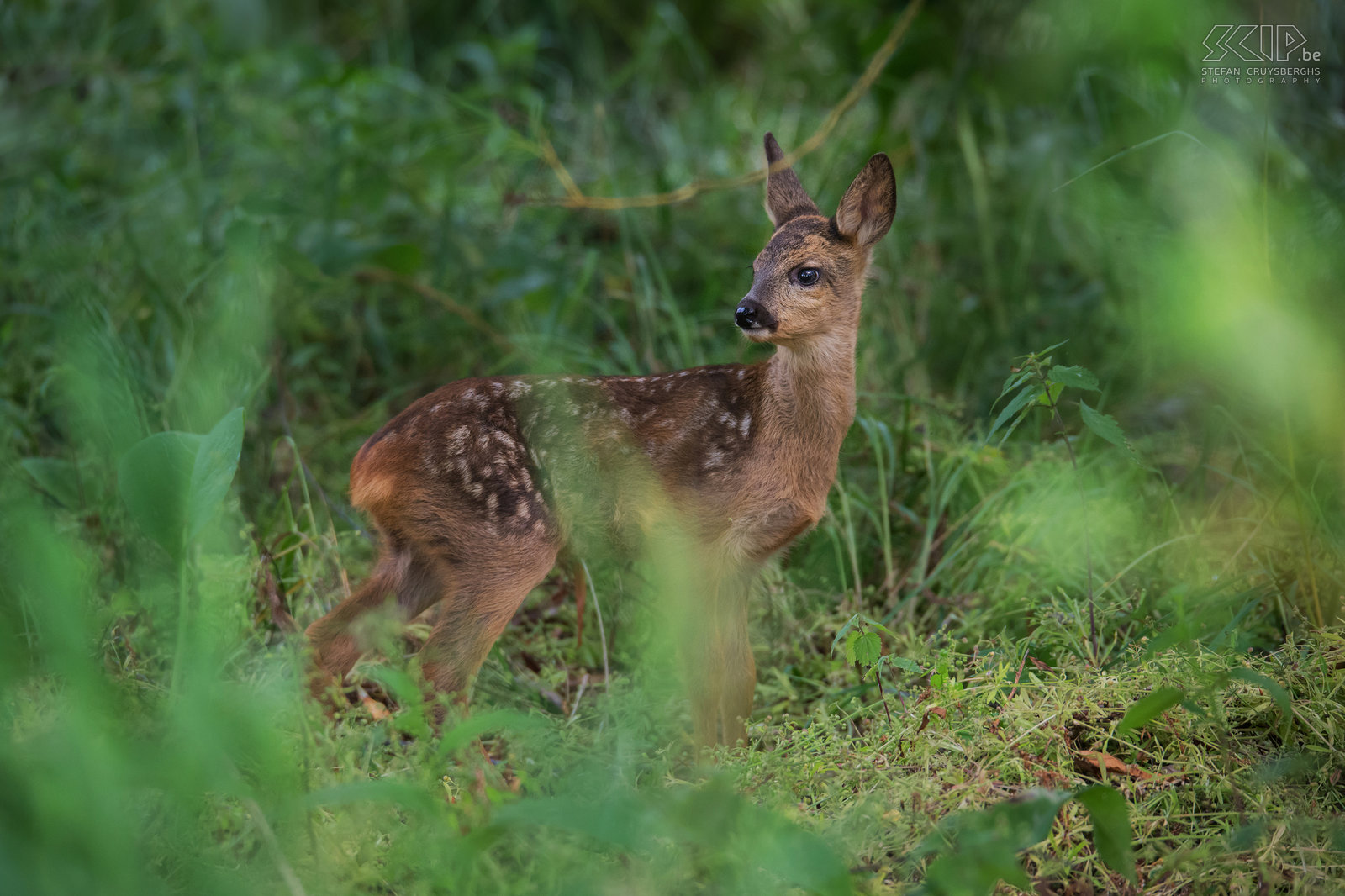 Fawn A fawn hidden in the forest near the Demer river in Aarschot. The Disney classic Bambi was based on a young roe deer because they have cute white spots on their fur. The spots fade away when they become older. Stefan Cruysberghs